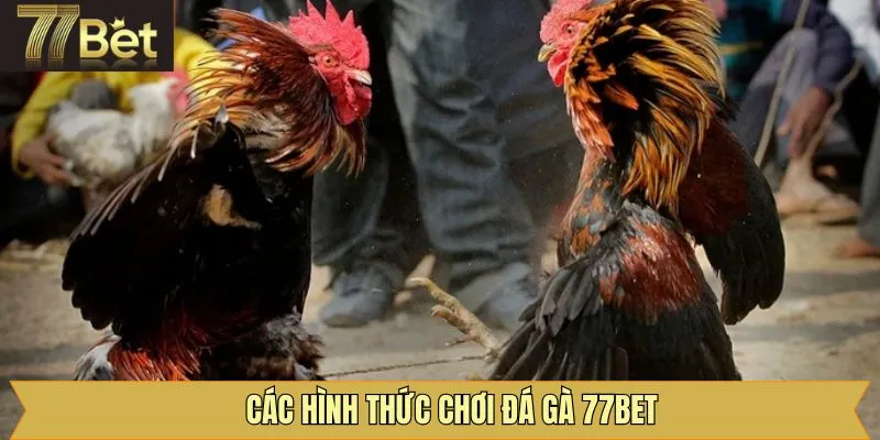 Các thể loại đá gà kịch tính khi tham gia sảnh cược