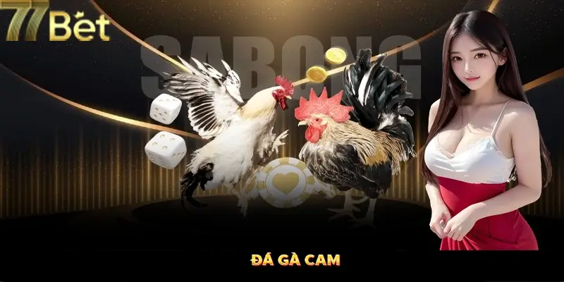 Đá gà Cam