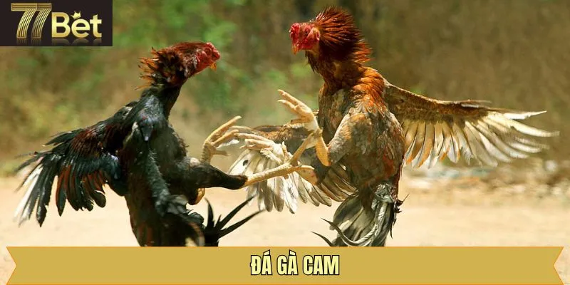 Đá Gà Cam – Hướng Dẫn Tham Gia Cá Cược Đấu Kê Tại 77Bet