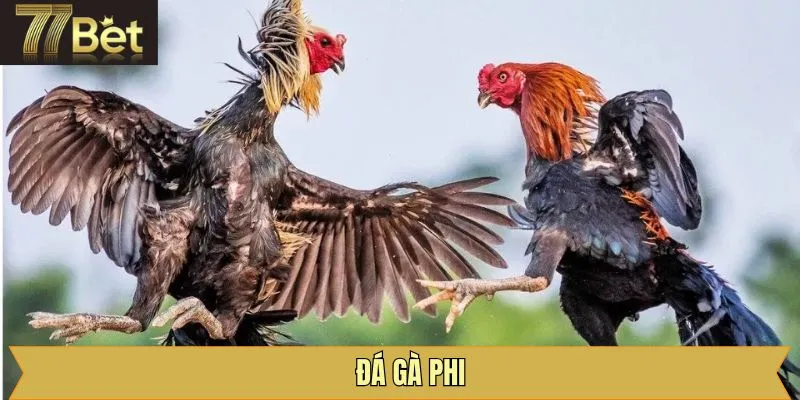Đá Gà Phi - Luật Chơi Chi Tiết Khi Tham Gia Tại 77Bet