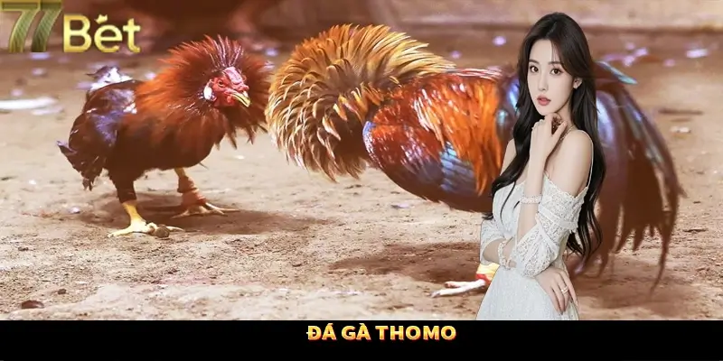 Đá gà Thomo