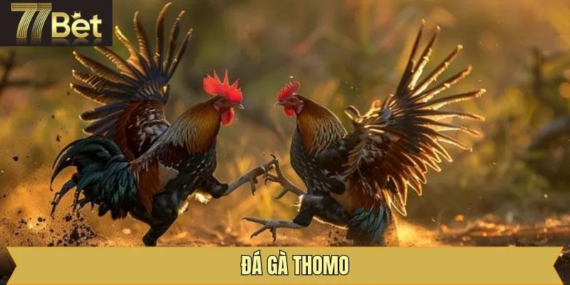 Đá Gà Thomo Giải Trí Hấp Dẫn Đỉnh Cao Trao Ngay Tiền Tỷ
