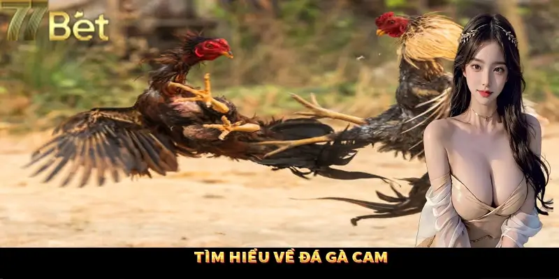 Đôi nét về đá gà Cam tại 77Bet Đôi nét về đá gà Cam tại 77Bet