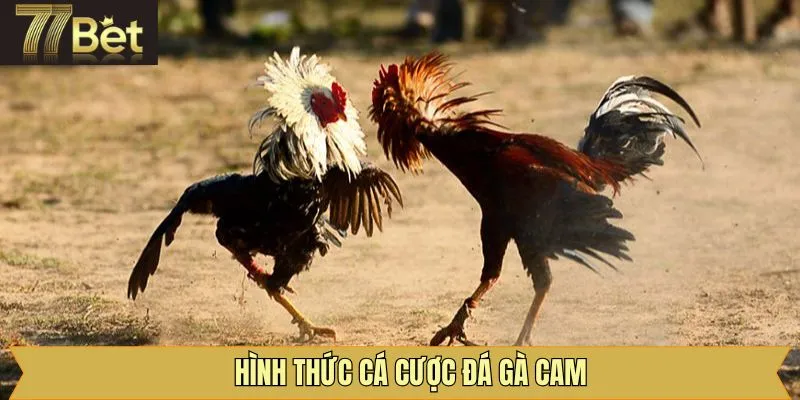 Những hình thức cược chính trong đá gà Cam