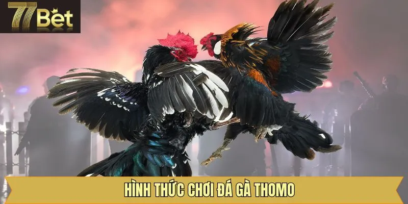 Các loại hình chọn gà trực tuyến tại 77Bet được yêu thích