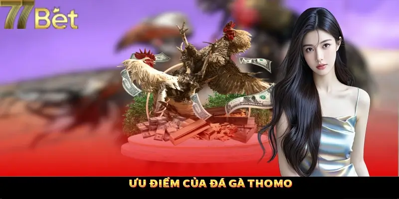 Lý giải sức hút của đá gà Thomo tại 77Bet Lý giải sức hút của đá gà Thomo tại 77Bet
