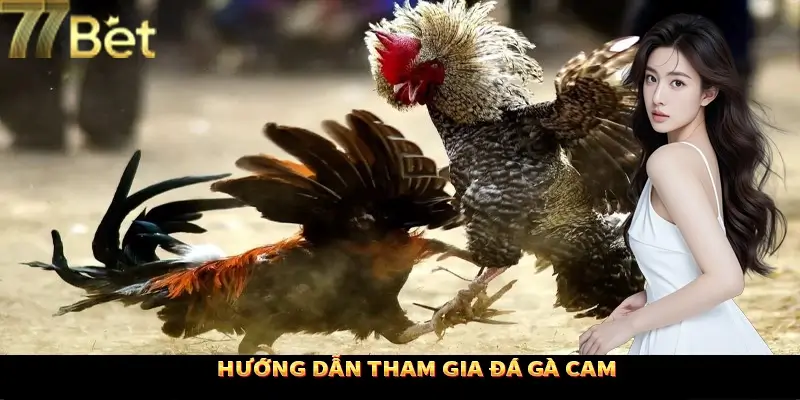 Quy trình tham gia đá gà Cam 77Bet Quy trình tham gia đá gà Cam 77Bet
