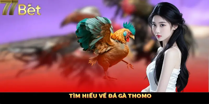 Thông tin chung về đá gà trực tuyến tại 77Bet Thông tin chung về đá gà trực tuyến tại 77Bet