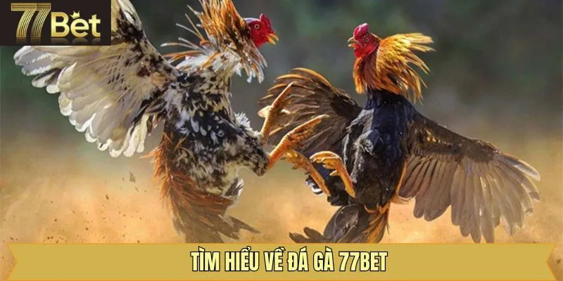 Sơ lược về sảnh chọi kê đầy kịch tính