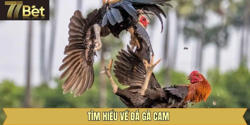 Đôi nét về đá gà Cam tại 77Bet