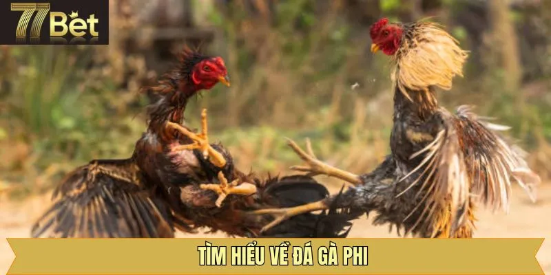 Thông tin quan trọng về đá gà Phi trực tuyến