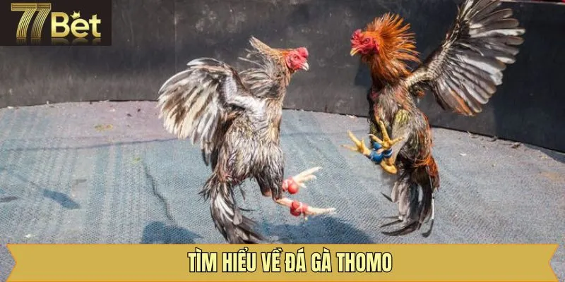 Thông tin chung về đá gà trực tuyến tại 77Bet