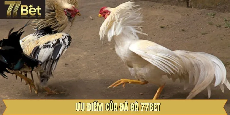 Lý do quan trọng giúp đá gà 77Bet được ưa chuộng