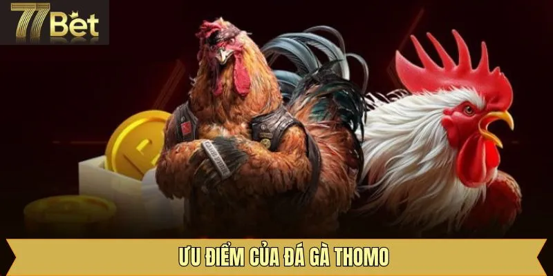 Lý giải sức hút của đá gà Thomo tại 77Bet