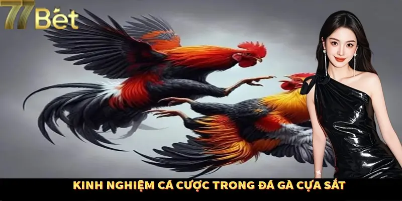 Bí quyết tham gia gà chọi cựa sắt cho người mới Bí quyết tham gia gà chọi cựa sắt cho người mới