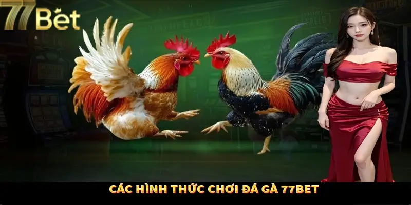 Các thể loại đá gà kịch tính khi tham gia sảnh cược Các thể loại đá gà kịch tính khi tham gia sảnh cược