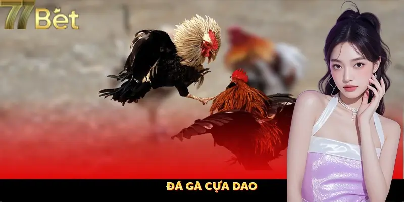 Đá gà cựa dao