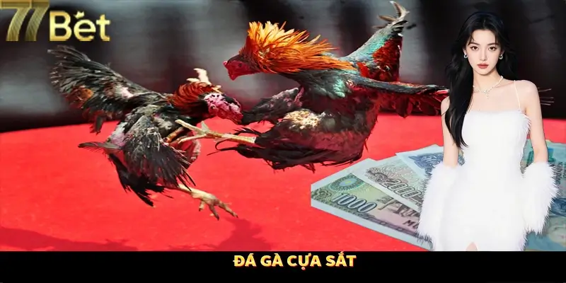 Đá gà cựa sắt