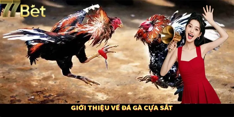 Khái quát sơ lược loại hình chọi gà Khái quát sơ lược loại hình chọi gà