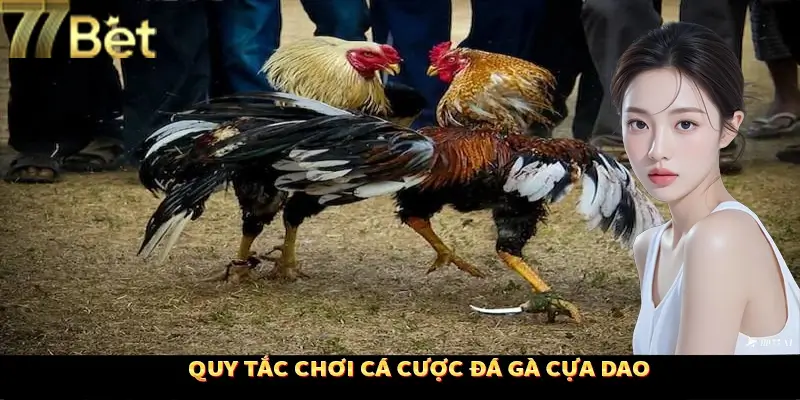 Luật đá gà cựa dao chuẩn nhất Luật đá gà cựa dao chuẩn nhất