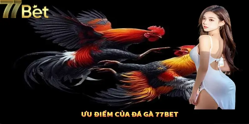 Lý do quan trọng giúp đá gà 77Bet được ưa chuộng Lý do quan trọng giúp đá gà 77Bet được ưa chuộng