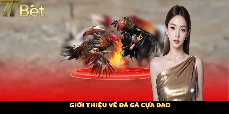 Sảnh đá gà cựa dao đặc sắc hàng đầu Sảnh đá gà cựa dao đặc sắc hàng đầu