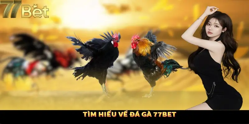 Sơ lược về sảnh chọi kê đầy kịch tính Sơ lược về sảnh chọi kê đầy kịch tính